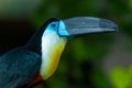 The channel-billed toucan close up Ramphastos vitellinus bright colors close up looking up on a branch in south america