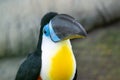 The channel-billed toucan close up Ramphastos vitellinus is a near-passerine bird in the family Ramphastidae found in Trinidad