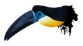 Channel-billed toucan illustration