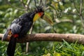 Red-breasted toucan or Green-billed toucan