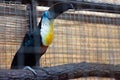 The channel-billed toucan Ramphastos vitellinus