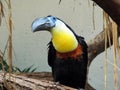 Channel-billed toucan Ramphastos vitellinus, der Dottertukan or Le Toucan ariel - The Zoo ZÃÂ¼rich Zuerich or Zurich, Schweiz