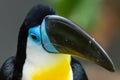 The channel-billed toucan Ramphastos vitellinus is a near-passerine bird in the family Ramphastidae found in Trinidad and in
