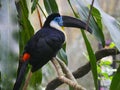 Channel-billed toucan Ramphastos vitellinus seated on branch of tree