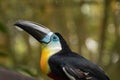 Channel-billed Toucan, Ramphastos vitellinus, sharp detail portrait of toucan.