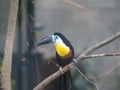 one Channel-billed toucan, Ramphastos vitellinus, sits on a branch looking for food
