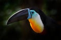 Channel-billed toucan, Ramphastos vitellinus, sitting on the branch in tropical green jungle, Brazil. Detail portrait of toucan.