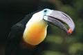 Channel-billed toucan