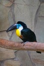 Channel-billed toucan in the zoo. Ramphastos vitellinus
