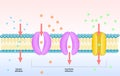 Simple and facilitated diffusion.