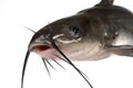 Channel catfish