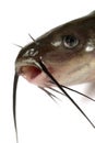 Channel catfish Royalty Free Stock Photo