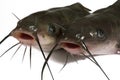 Channel catfish Royalty Free Stock Photo