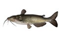 Channel catfish Royalty Free Stock Photo