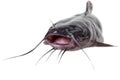 Channel catfish Royalty Free Stock Photo