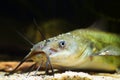 Channel catfish, dangerous invasive freshwater predator fish, Ictalurus punctatus, demonstrating its head