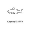 channel catfish icon. Element of marine life for mobile concept and web apps. Thin line channel catfish icon can be used for web a