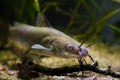 Channel catfish, Ictalurus punctatus, dangerous freshwater predator faces camera in European cold-water river biotope Royalty Free Stock Photo