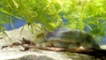 Channel catfish, Ictalurus punctatus, dangerous invasive freshwater predator and crucian, Carassius gibelio, live together