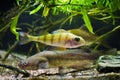 Channel catfish, Ictalurus punctatus, and European perch, Perca fluviatilis, dangerous freshwater predators in European cold-water Royalty Free Stock Photo