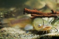 Channel catfish, Ictalurus punctatus, freshwater fish in European biotope aquarium, detail of tank Royalty Free Stock Photo