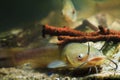 Channel catfish, Ictalurus punctatus, freshwater fish in European biotope aquarium, tank detail Royalty Free Stock Photo