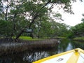 The channel of charm in a mangrove swamp