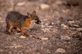 Channel Island Fox Looks Up from Scavenging Royalty Free Stock Photo