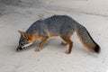 Channel Island fox on Santa Cruz Island Royalty Free Stock Photo