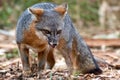 Channel Island fox on Santa Cruz Island Royalty Free Stock Photo