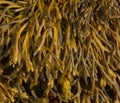 Channel Wrack Seaweed Royalty Free Stock Photo