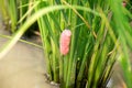 Channeled apple snail egg or Golden Apple Snail egg on crops Royalty Free Stock Photo