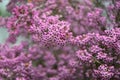 Channeled heath flowers.Ericaceae evergreen shrub native to South Africa.