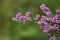 Channeled heath flowers.Ericaceae evergreen shrub native to South Africa.