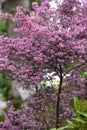 Channeled heath flowers.Ericaceae evergreen shrub native to South Africa.