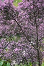 Channeled heath flowers.Ericaceae evergreen shrub native to South Africa.