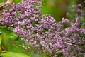 Channeled heath flowers.Ericaceae evergreen shrub native to South Africa.