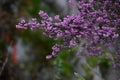 Channeled heath flowers.Ericaceae evergreen shrub native to South Africa.