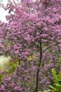 Channeled heath flowers.Ericaceae evergreen shrub native to South Africa.