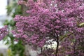 Channeled heath flowers.Ericaceae evergreen shrub native to South Africa.