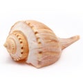 Channeled Whelk Spiral Shell Royalty Free Stock Photo