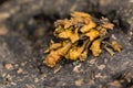 Channeled wrack Pelvetia canaliculata seaweed close up