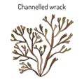 Channelled wrack pelvetia canaliculata , medicinal plant
