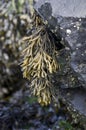 Channelled Wrack Seaweed Royalty Free Stock Photo