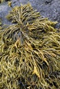 Channelled Wrack Seaweed