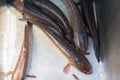 Channidae or Snake head fish Scientific Name: Channa striata i