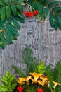 Chantarelle mushrooms ai wooden background Royalty Free Stock Photo