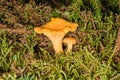 Chantarelles in the forest