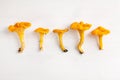 Chantarelles in a row on white wooden background