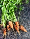 Chantenay Carrots